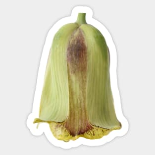 Fritillaria acmopetala AGM Pointed-petal fritillary Sticker